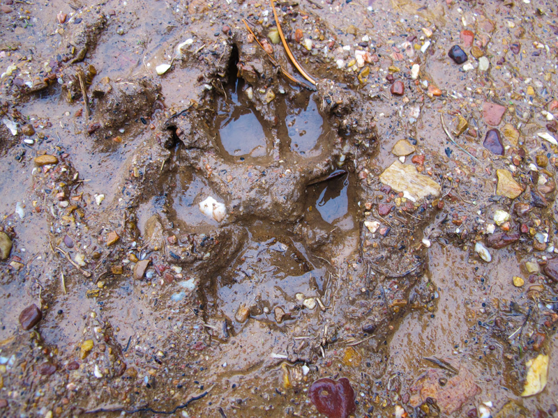 Illustration for article titled Visit Spain, See Wolves
